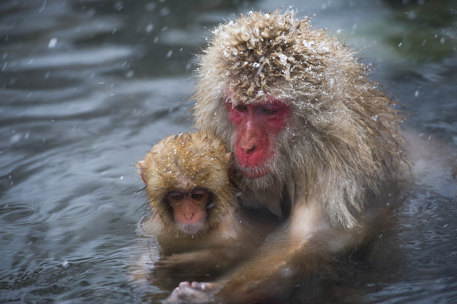 MACAQUES DANS SOURCES D'EAU CHAUDE