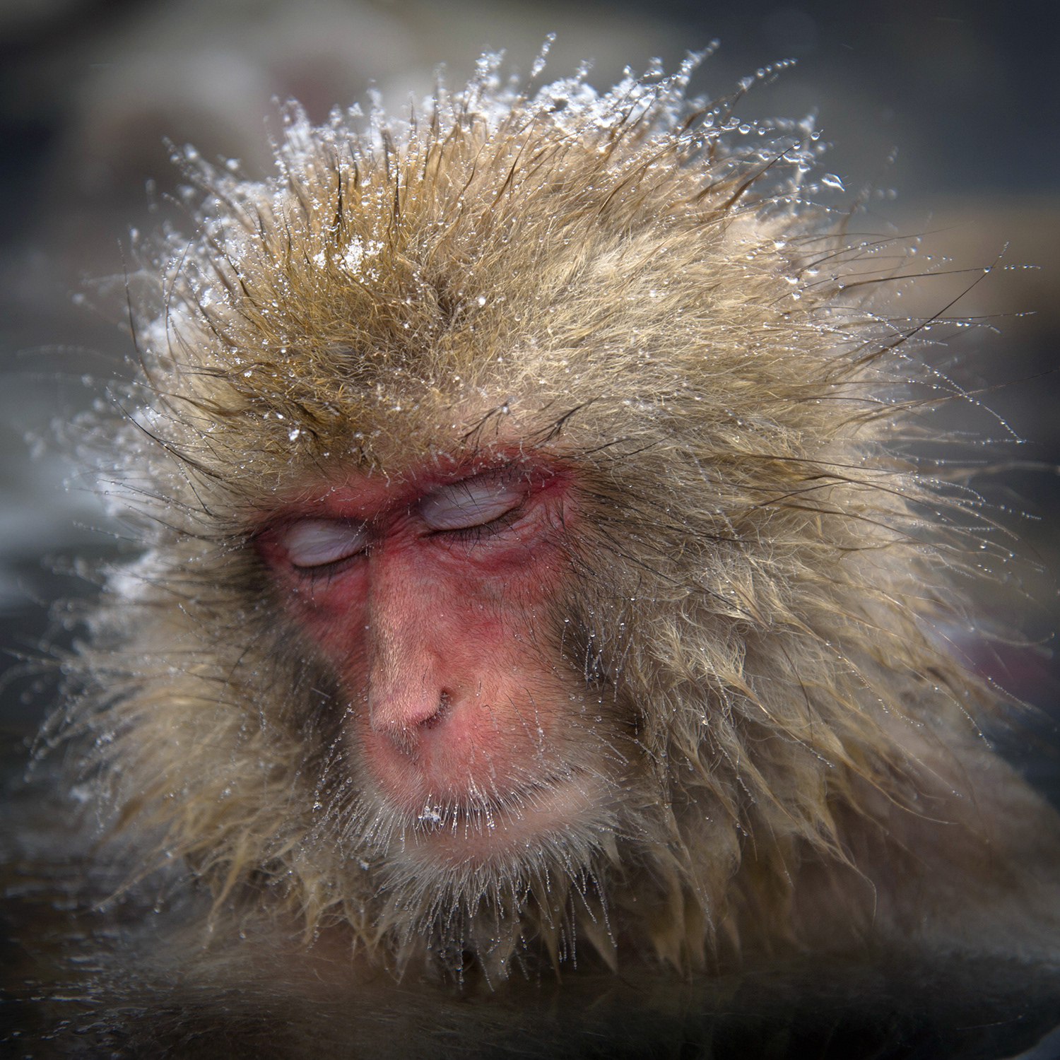 MACAQUE