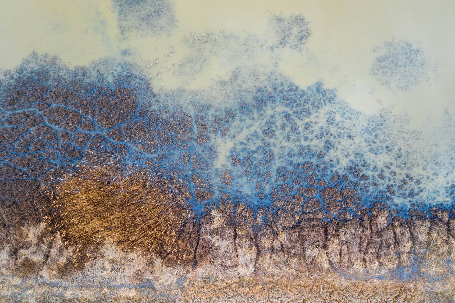 Salt marsh