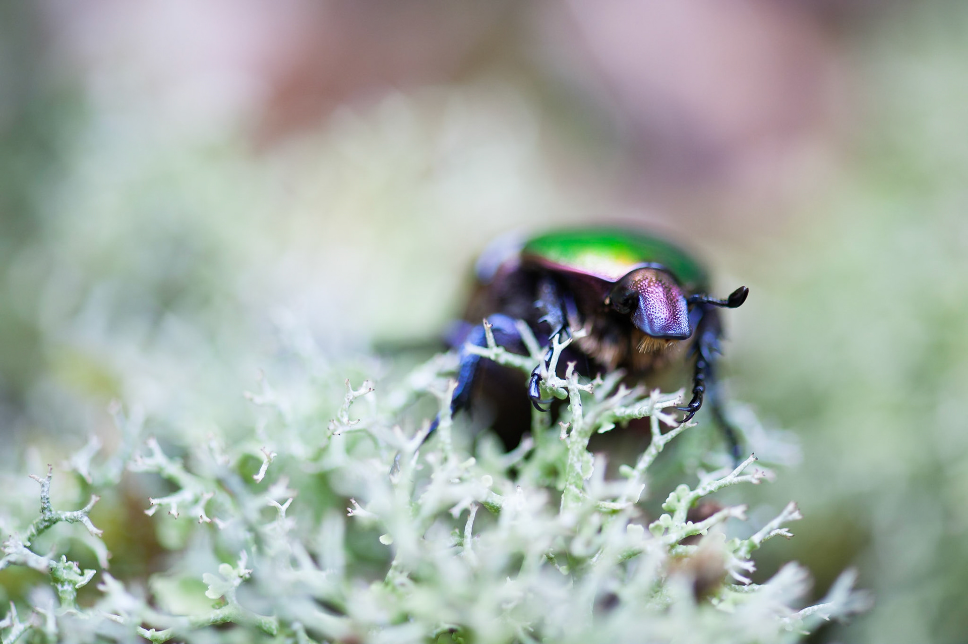 Cetonia aurata