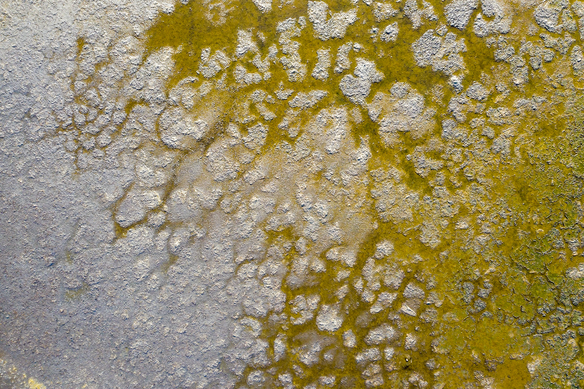 Salt marsh