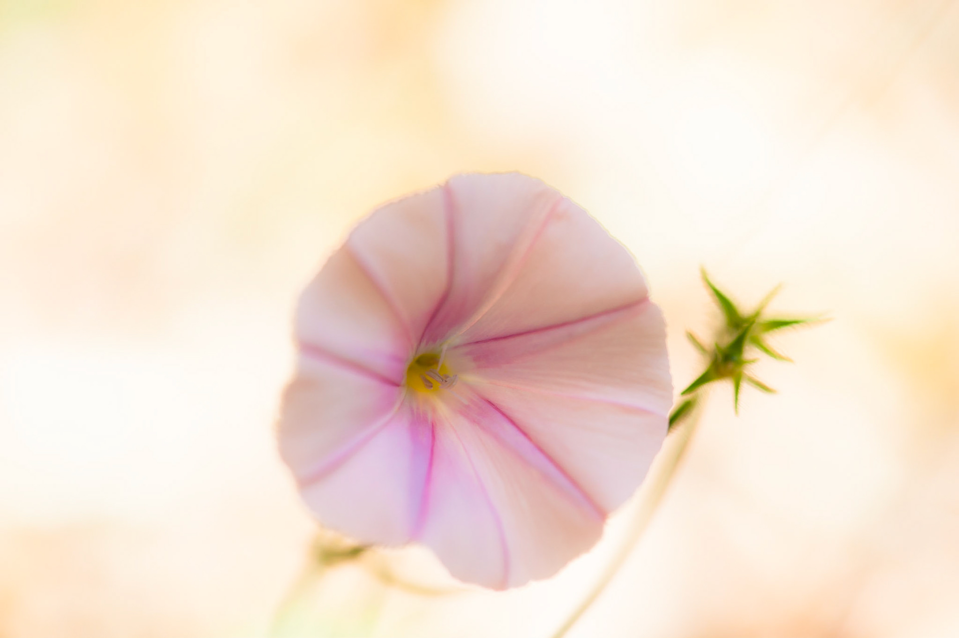Convolvulus