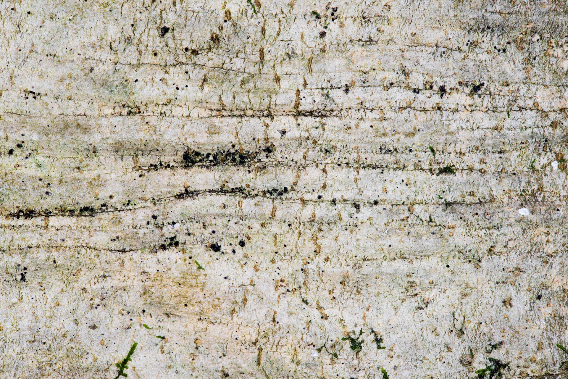 Lines on atrunck