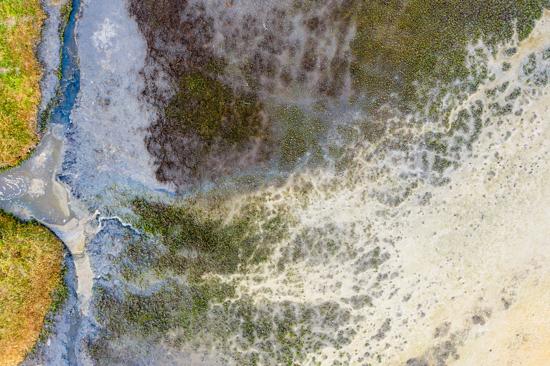 Salt marsh
