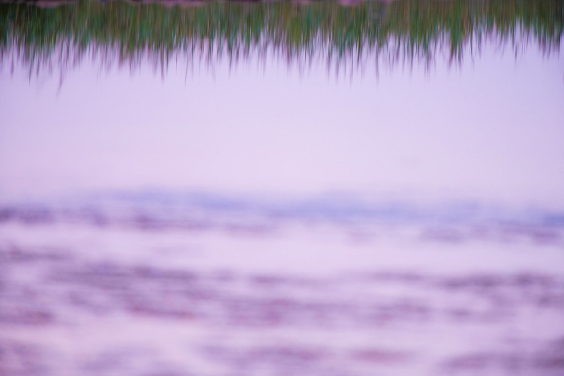 Reflection of reeds