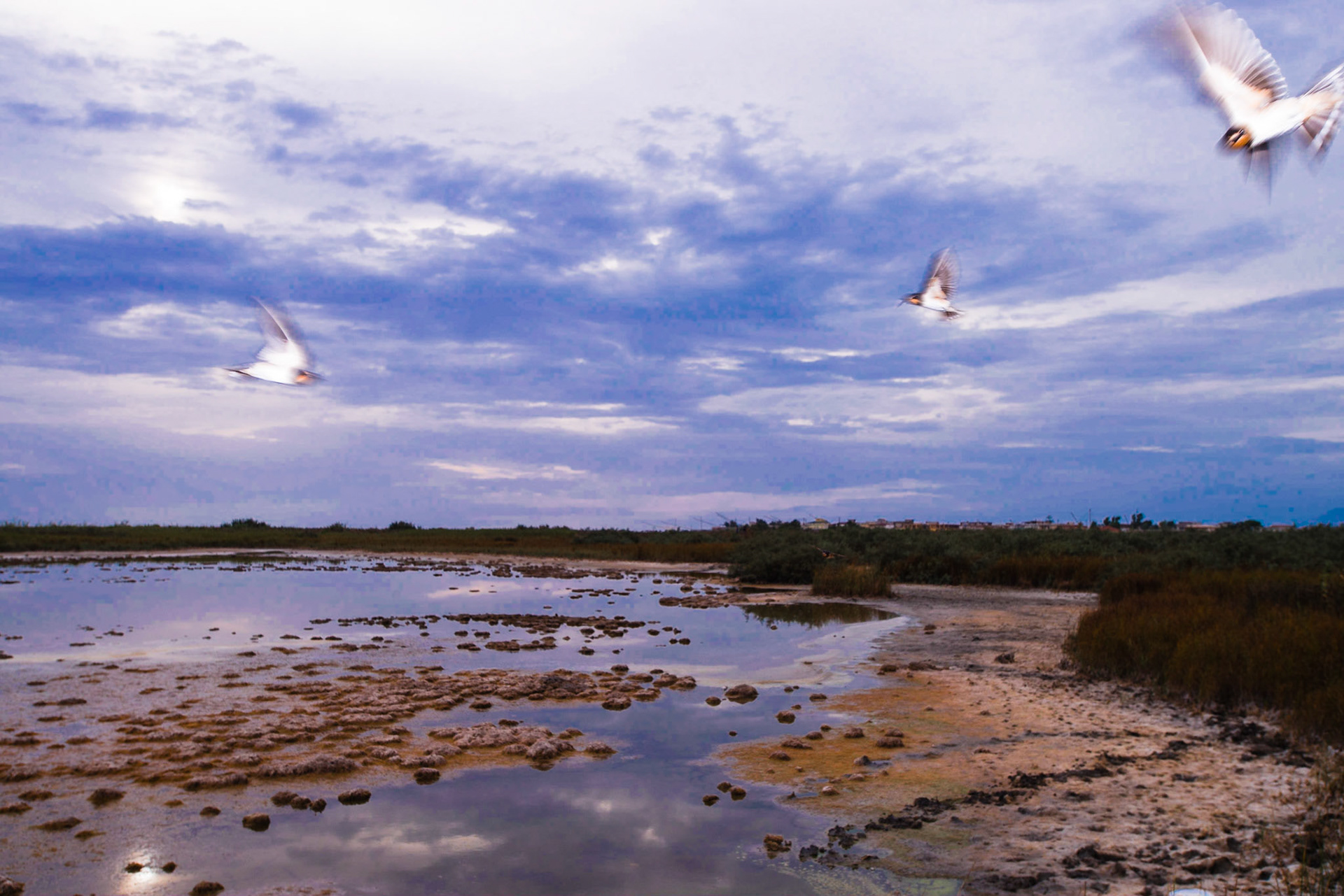 Swallows on the pond