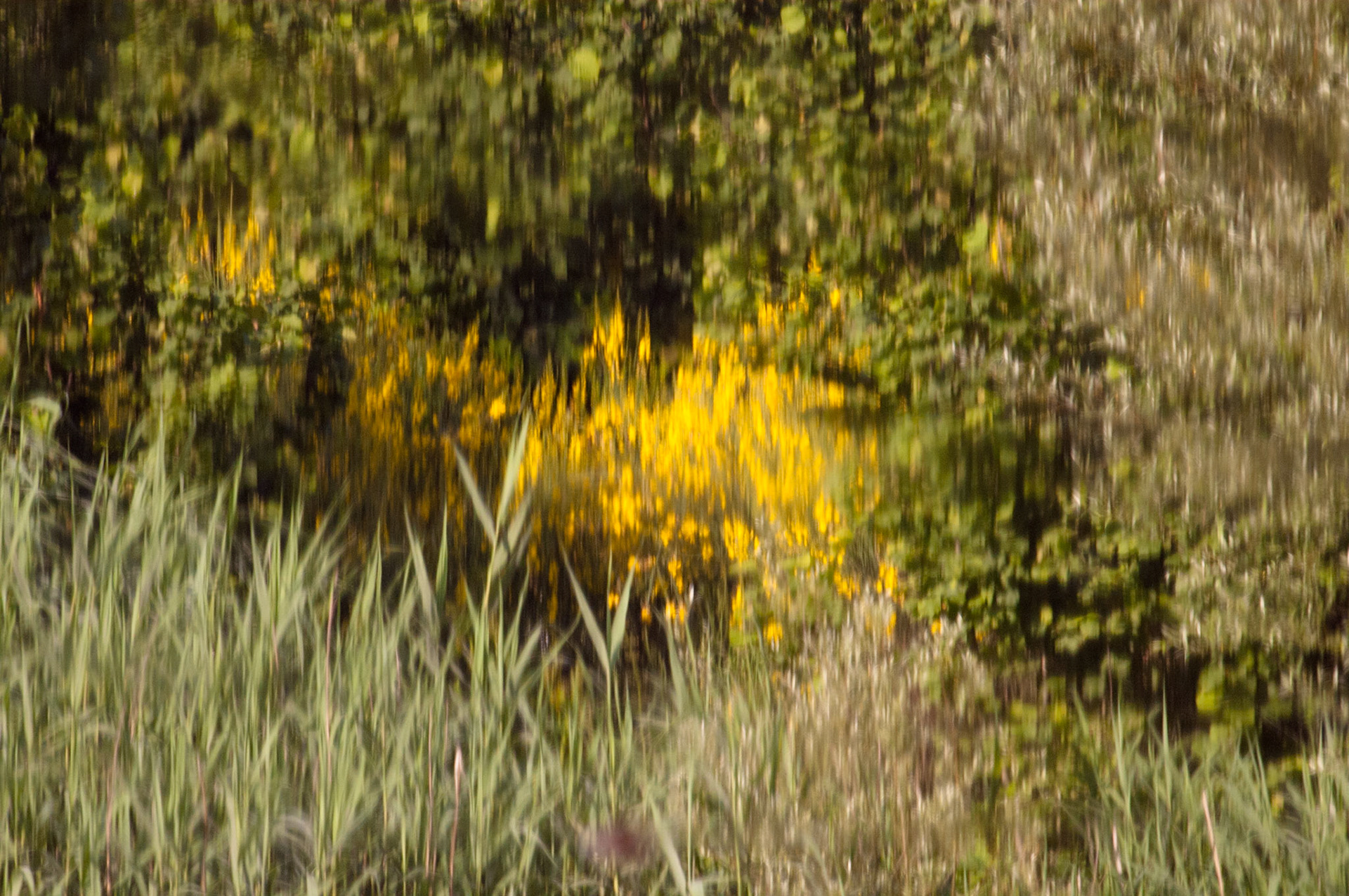 Reflection of willows and reefs