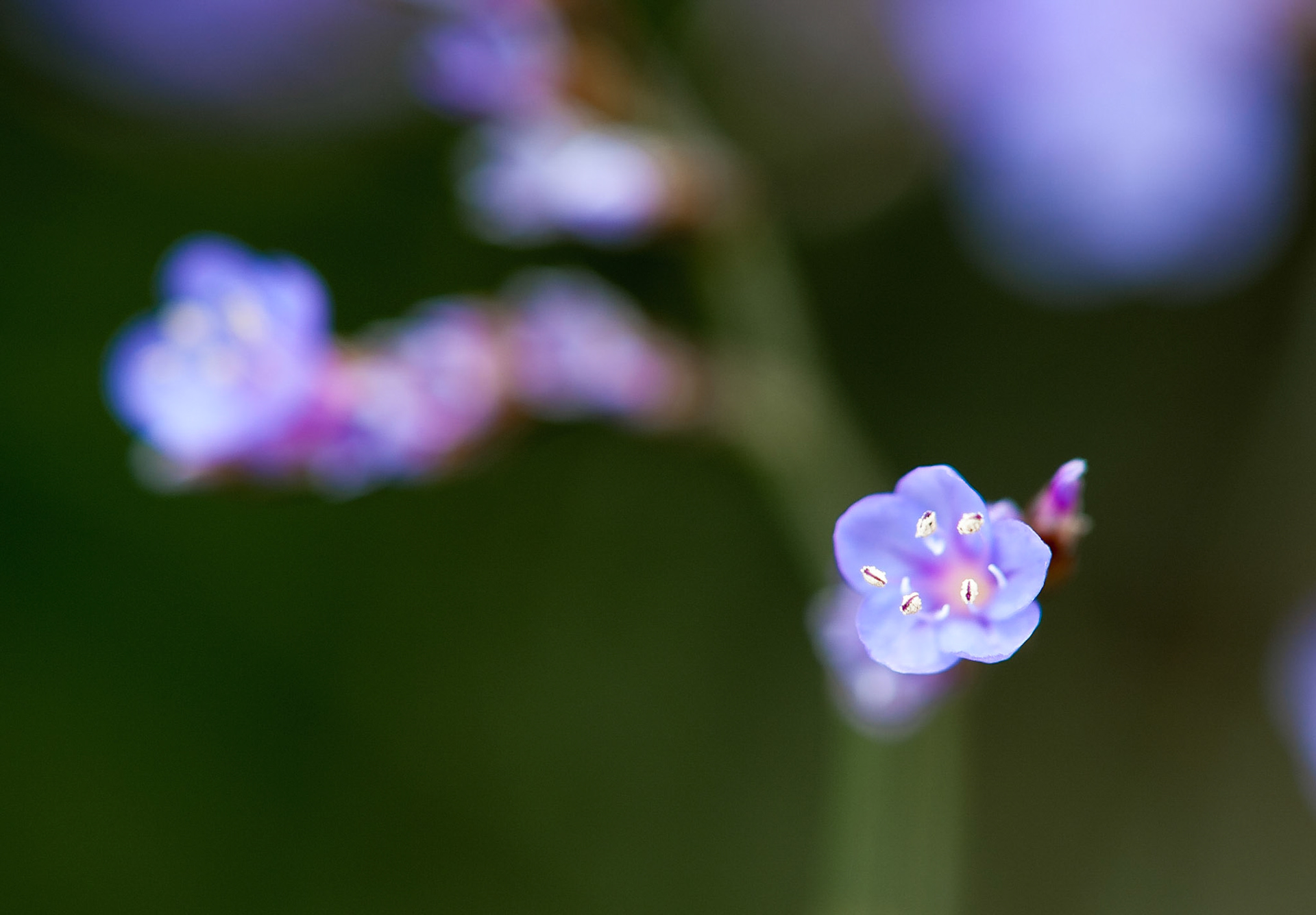 Limonium angustifolium