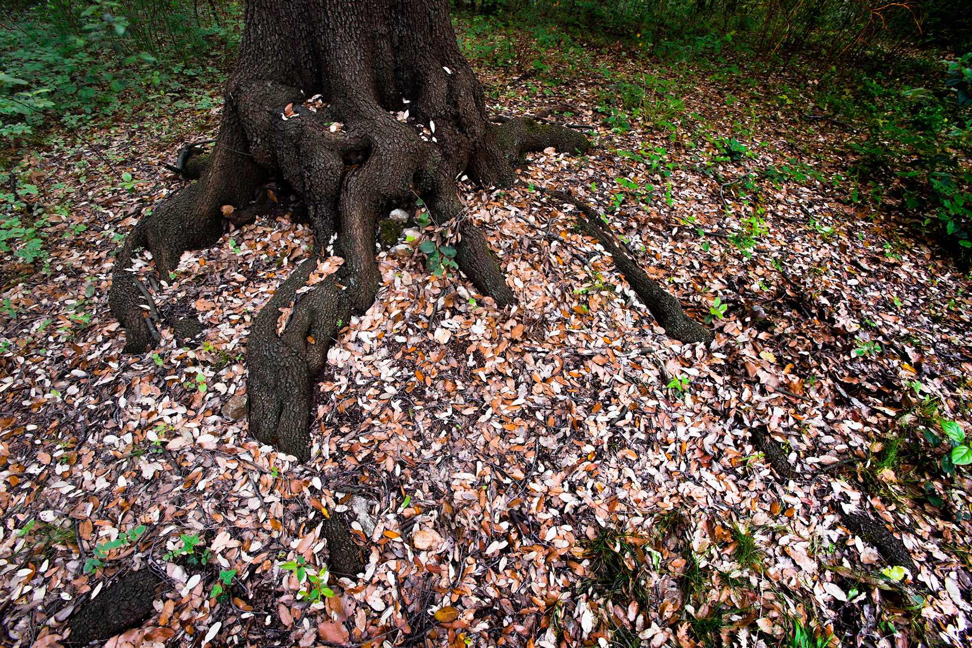 Roots