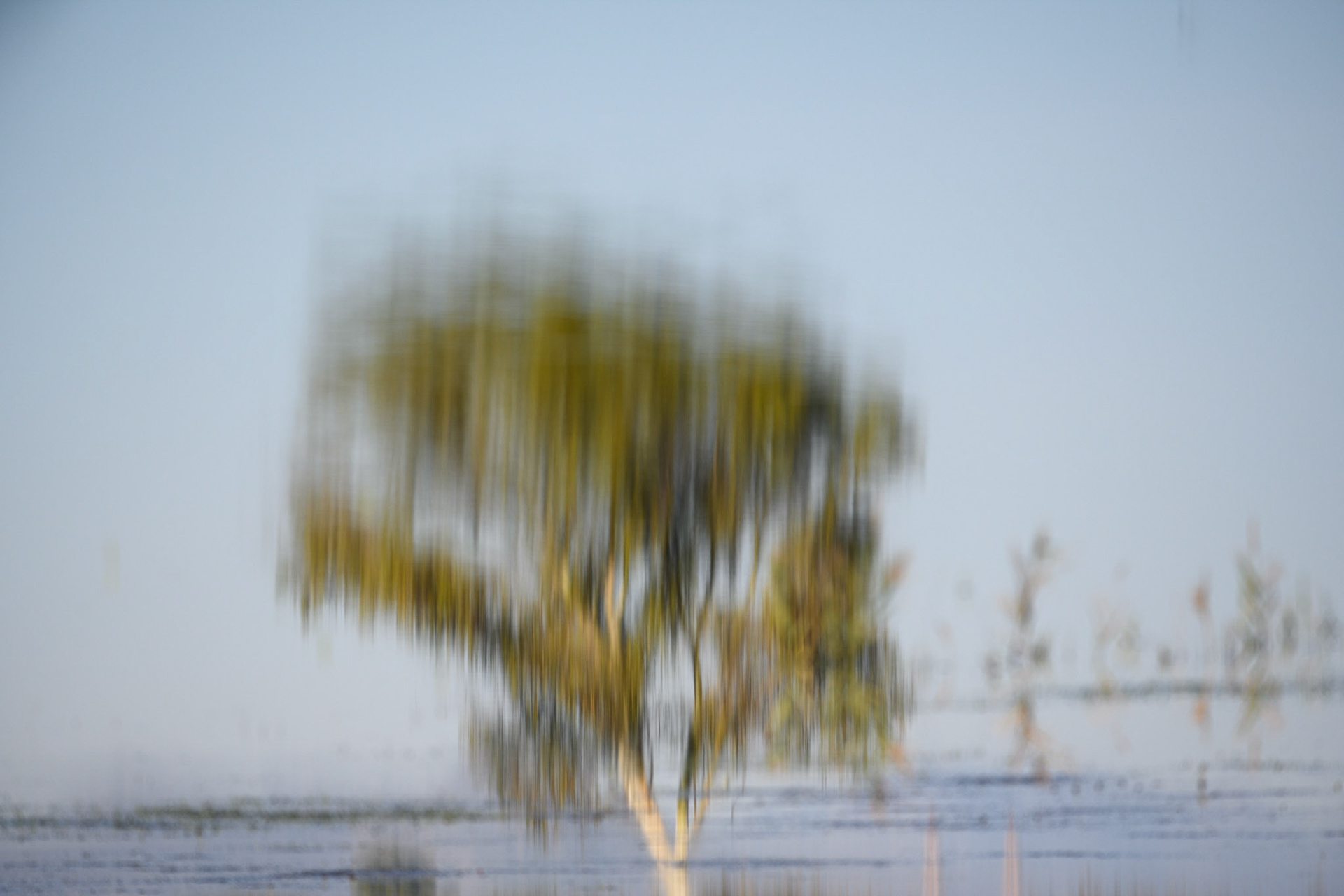 Reflection of willow