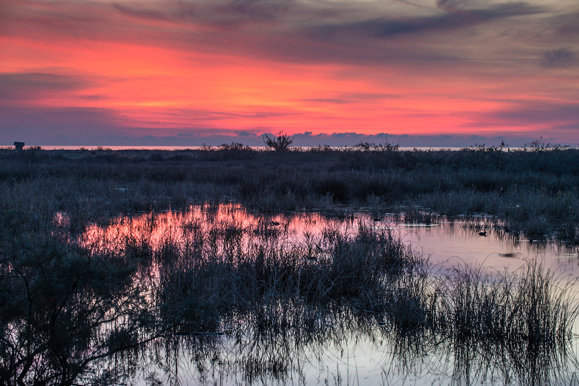 Sunset on reeds