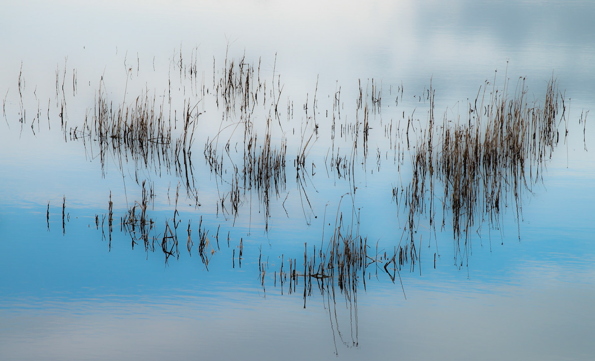 Reeds