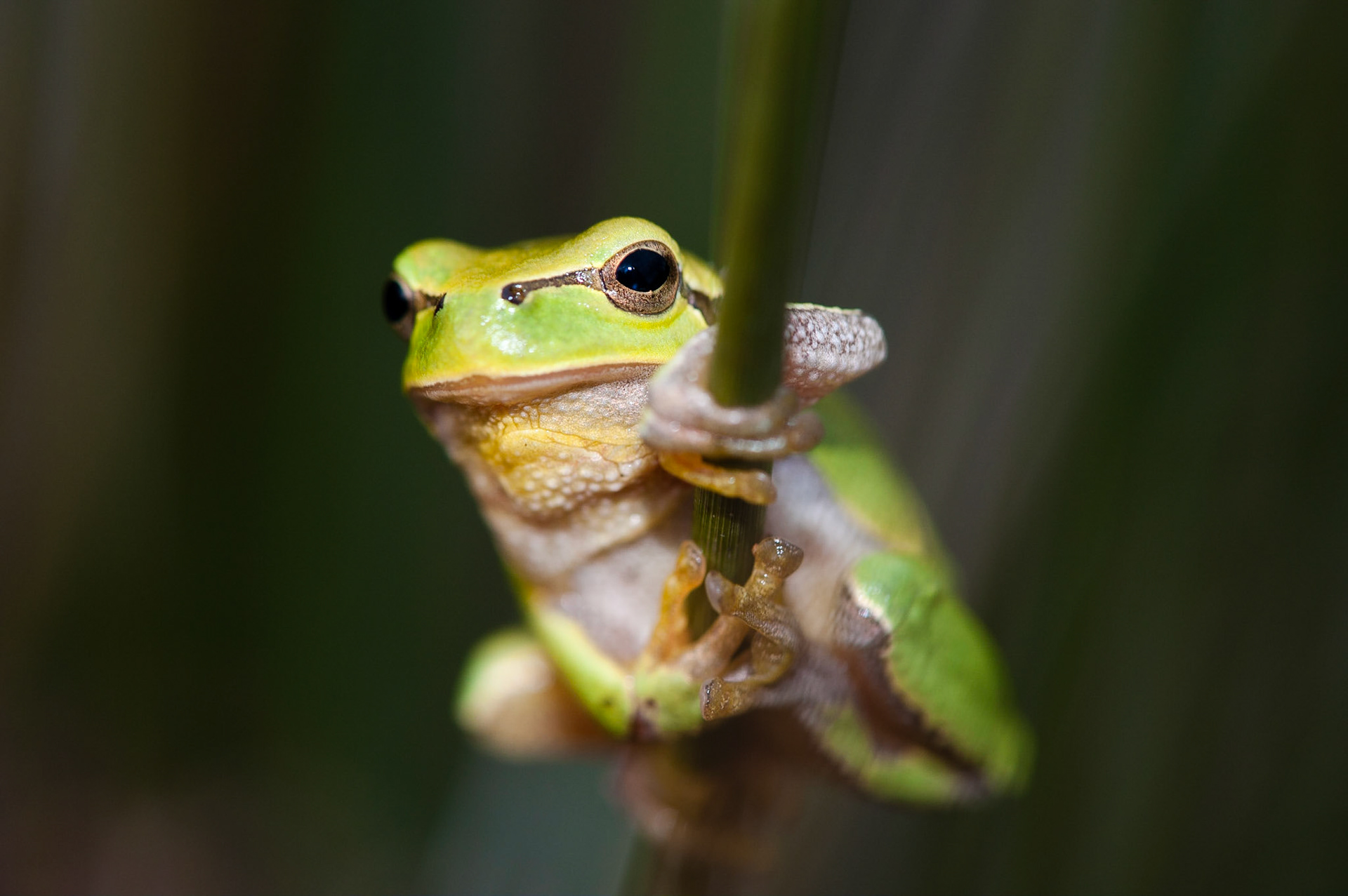 Hyla