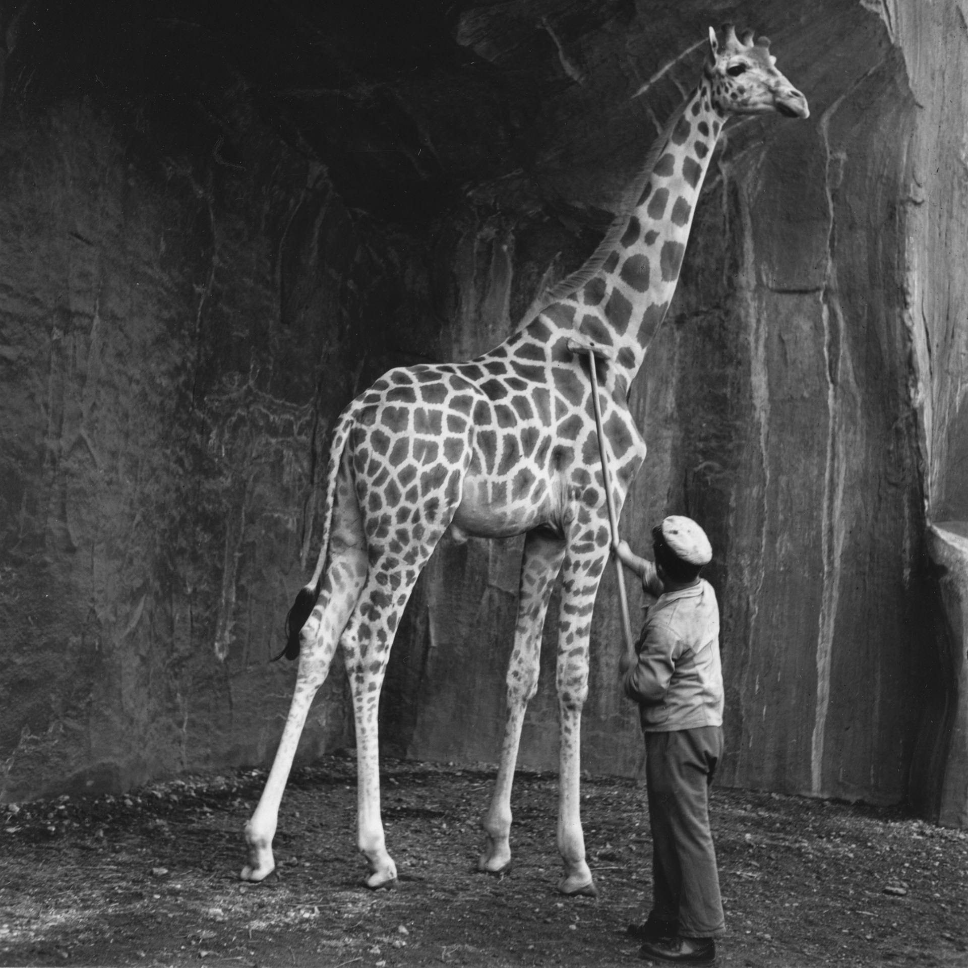 Roger Schall