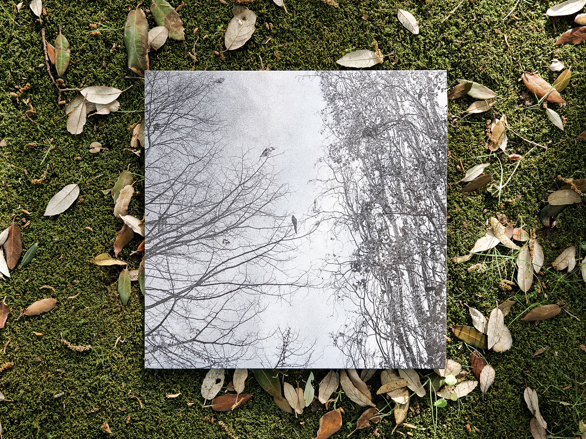 The Space Between Birds - Inês Condeço album