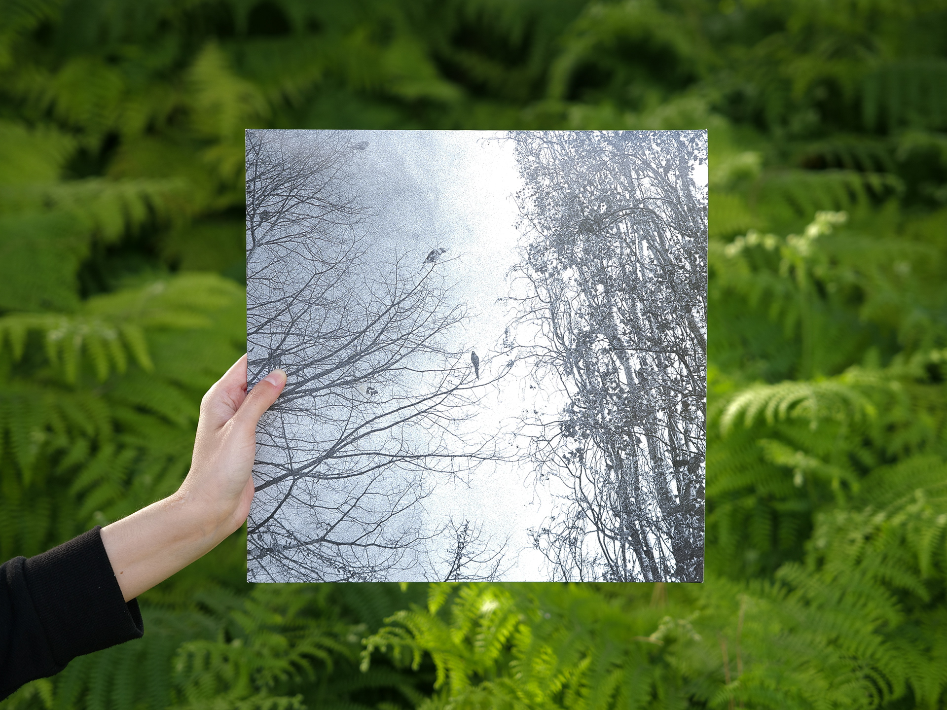 The Space Between Birds - Inês Condeço album