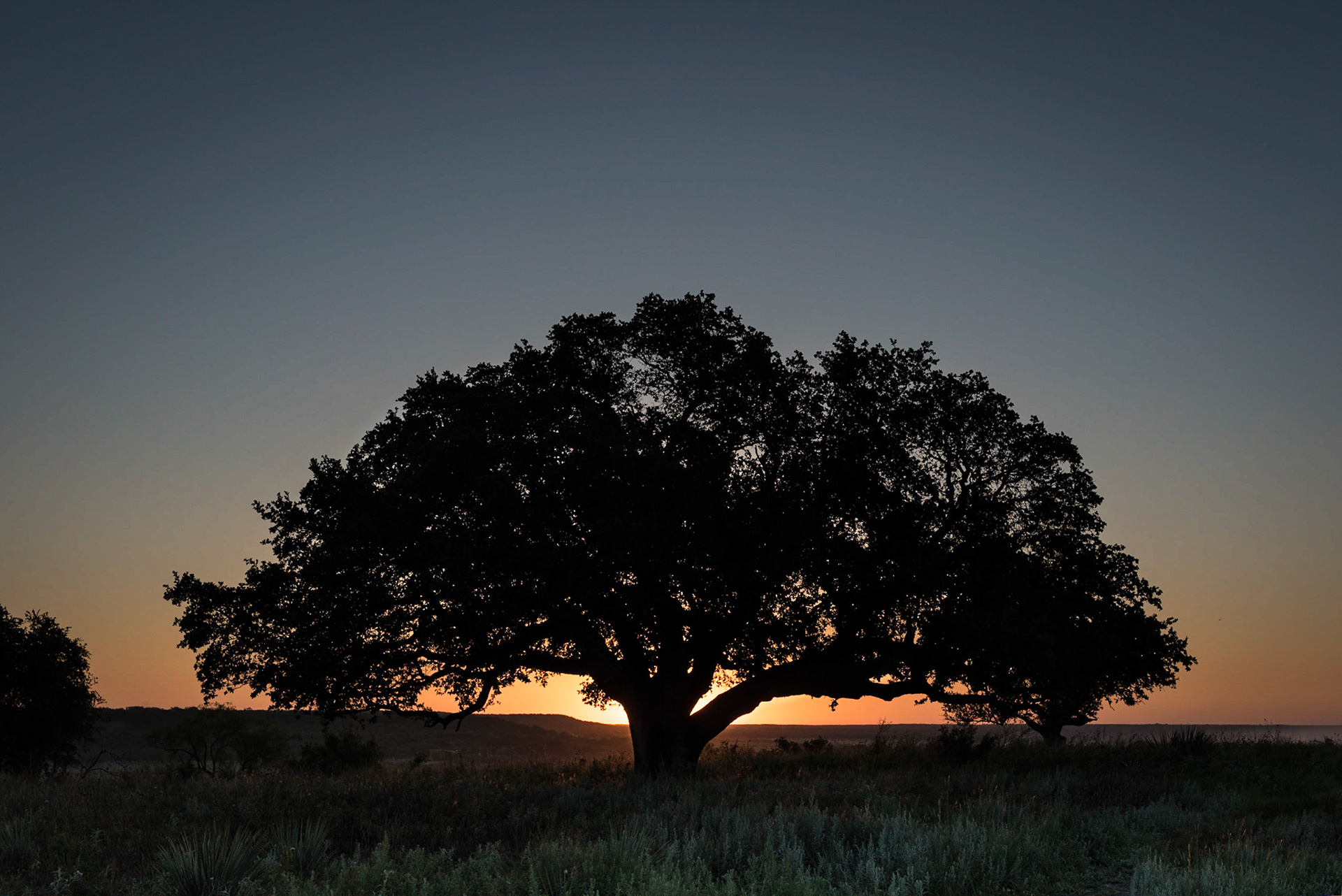 Sunrise at the Lion King Tree