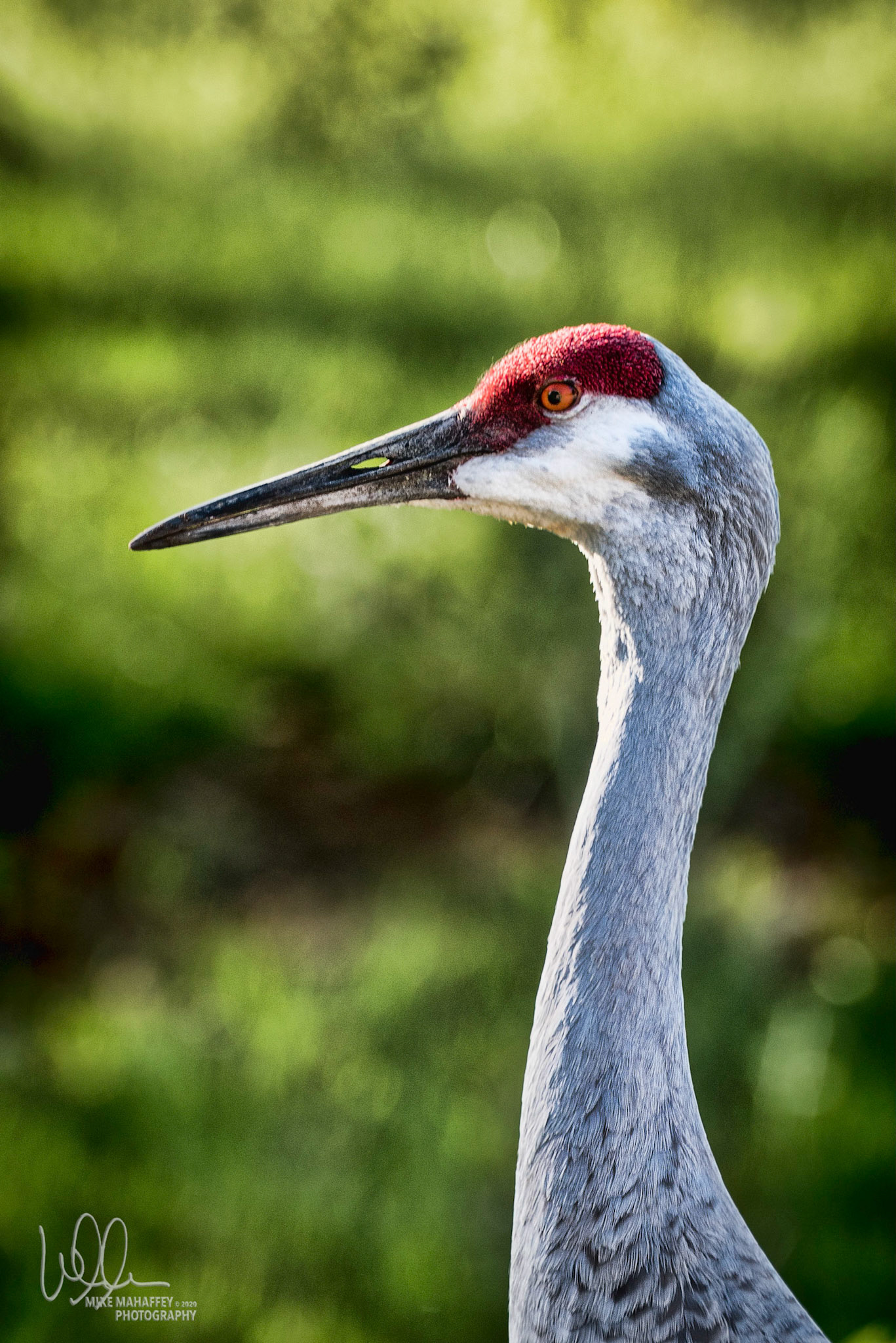 Japanese Red-Crowned Crane