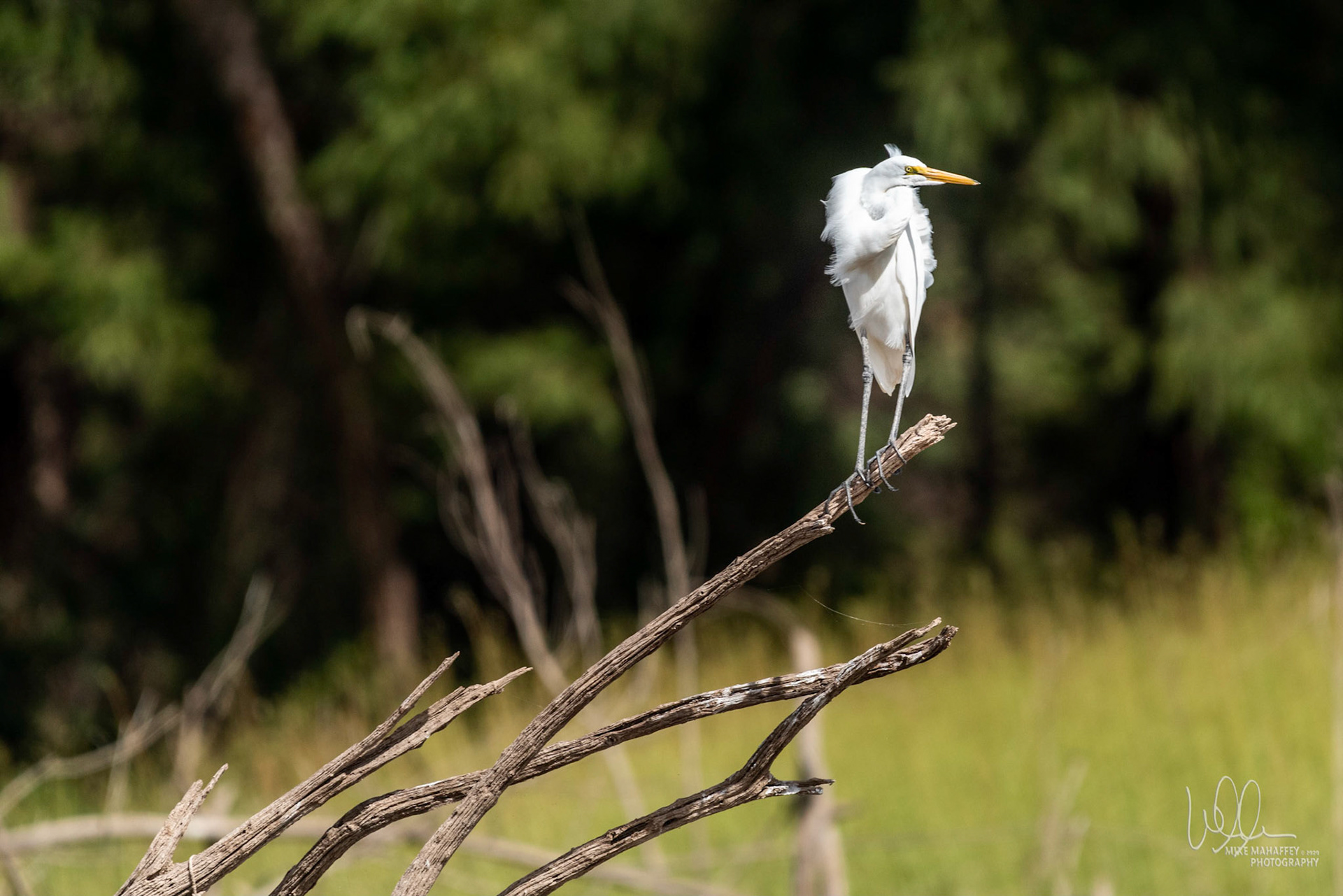 Great Egret on the Brazos River