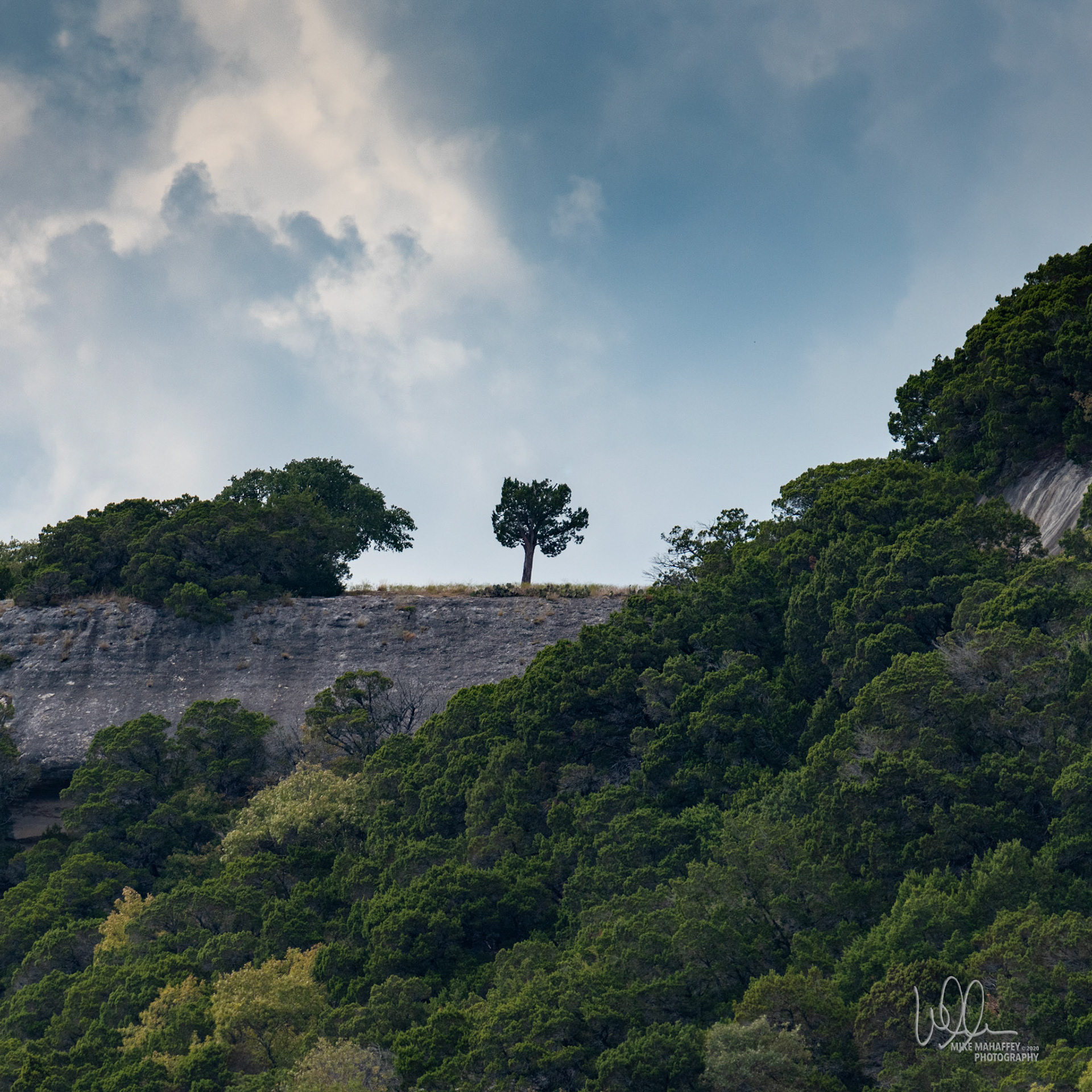 Stand Out Tree