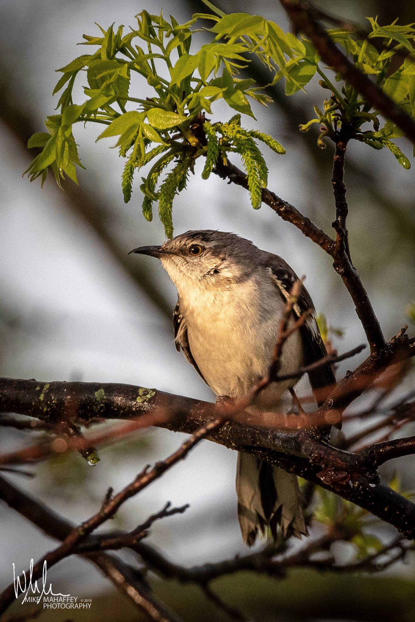 Mockingbird, The State Bird of Texas
