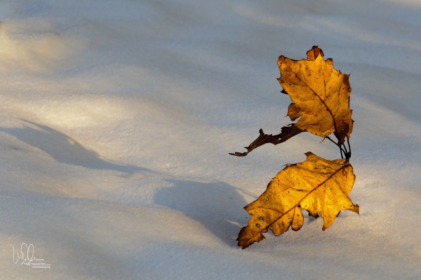 Winter Leaves