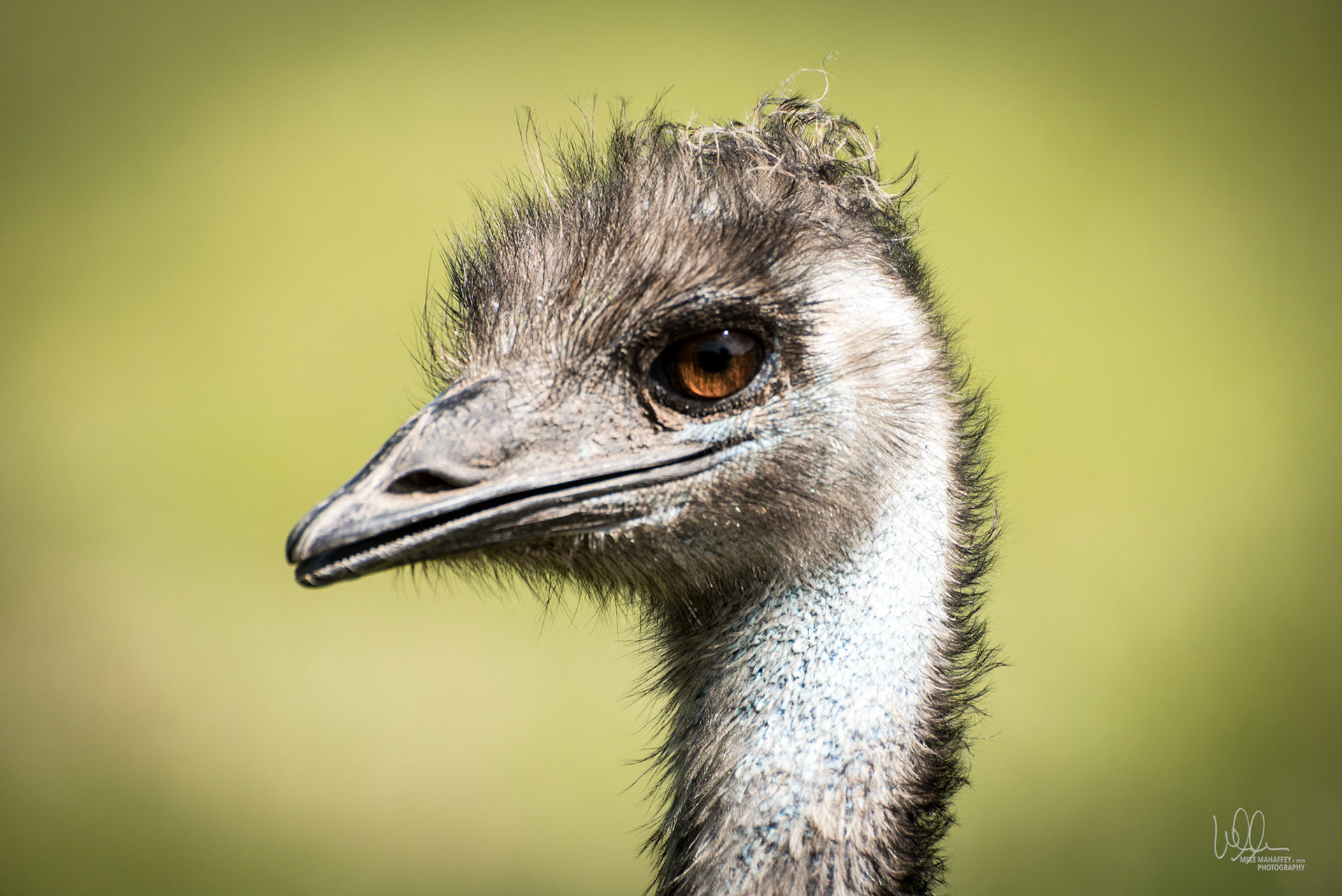 Emu