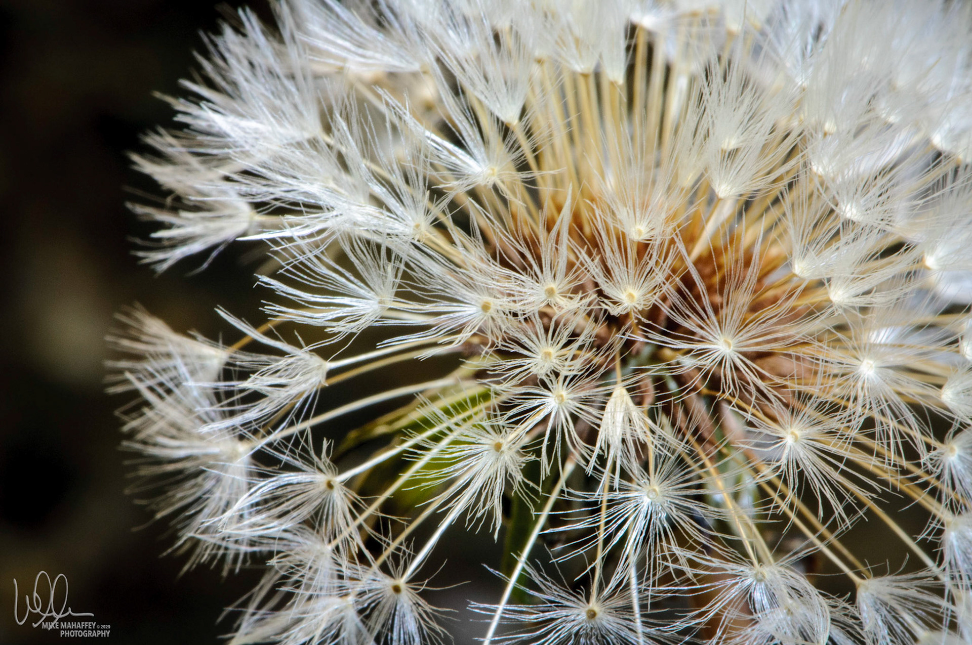 Spring Dandelion