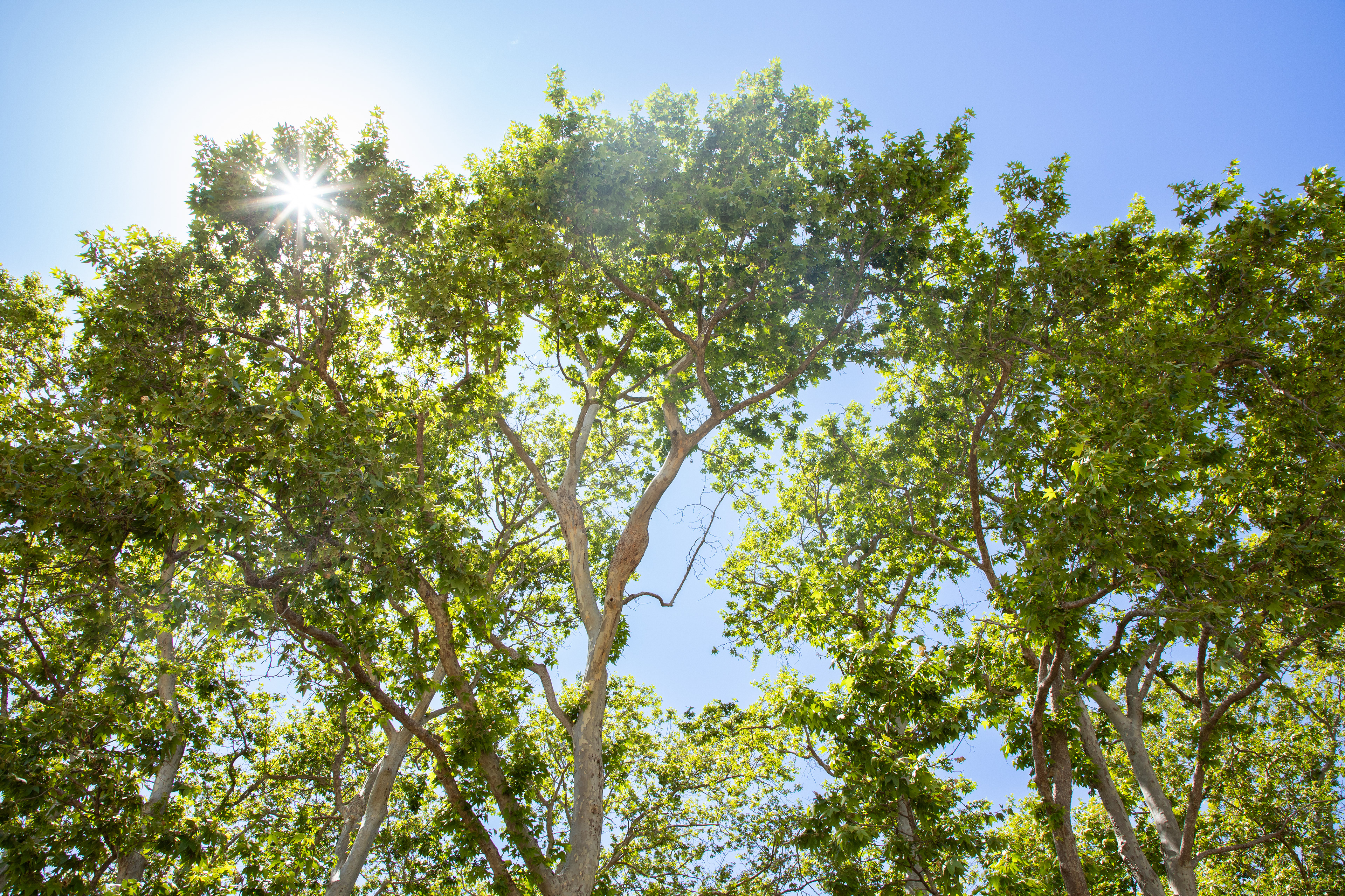 Bommer Canyon Sycamore Trees