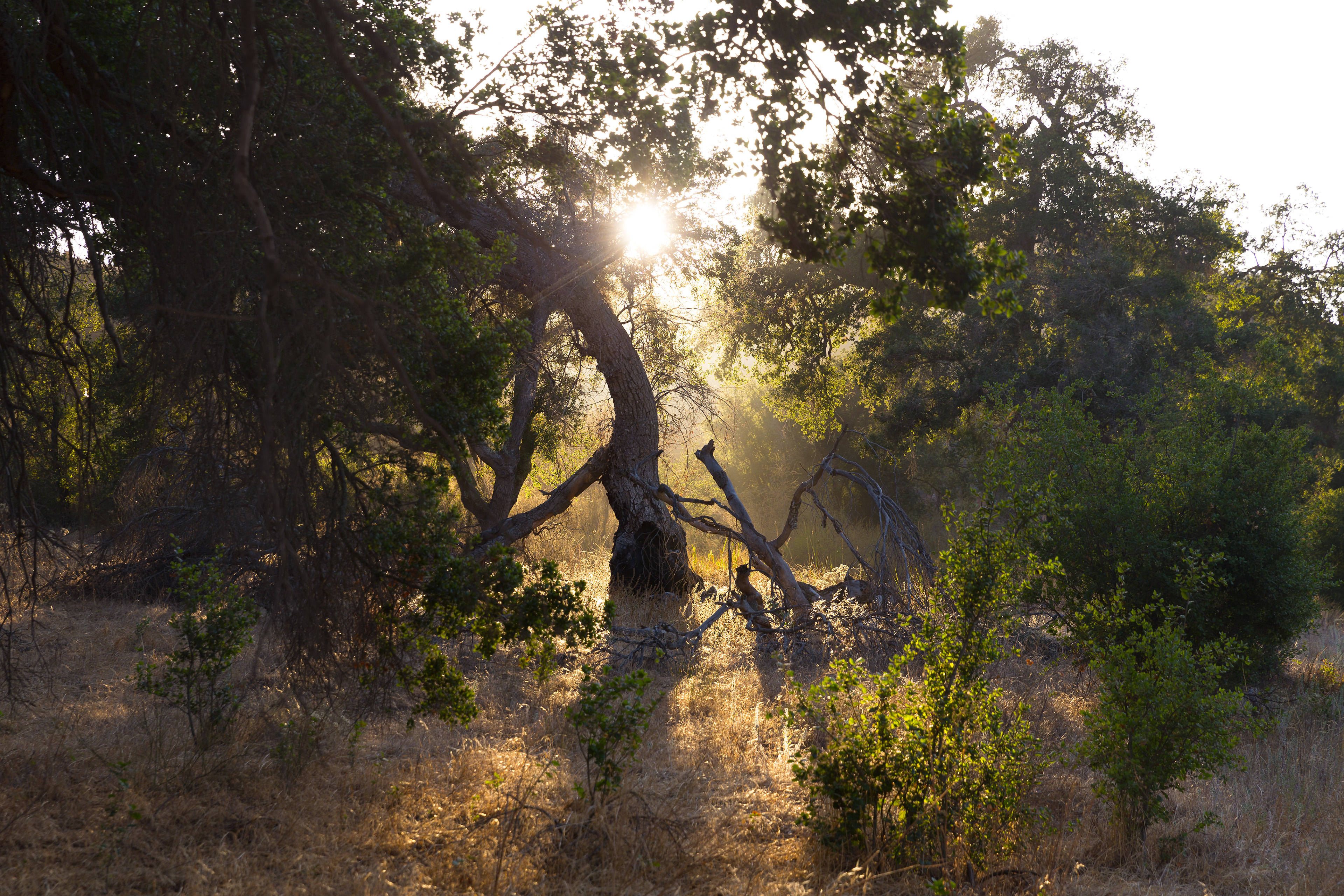 OC Parks Limestone Canyon