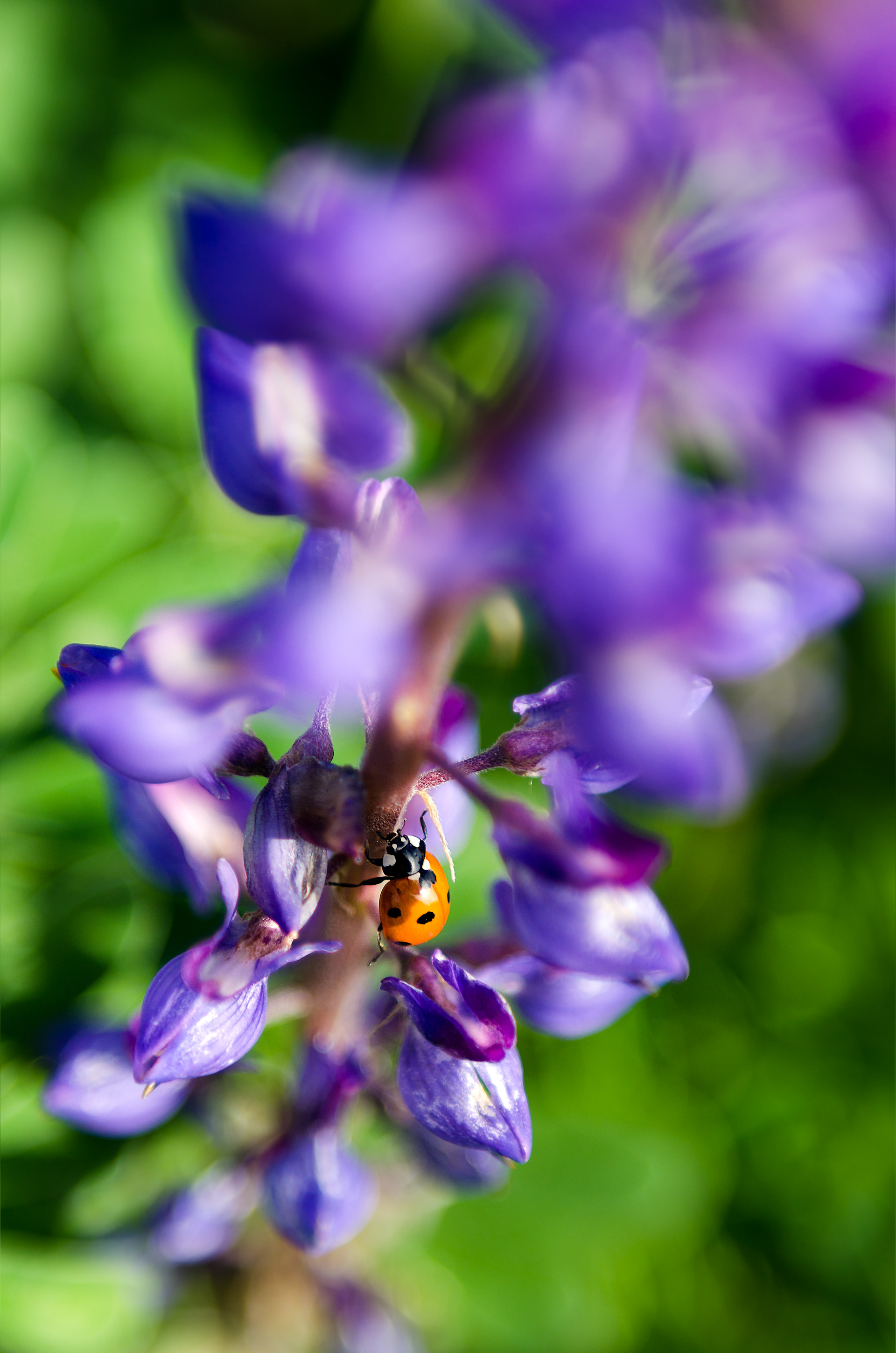 Irvine Native Seed Farm