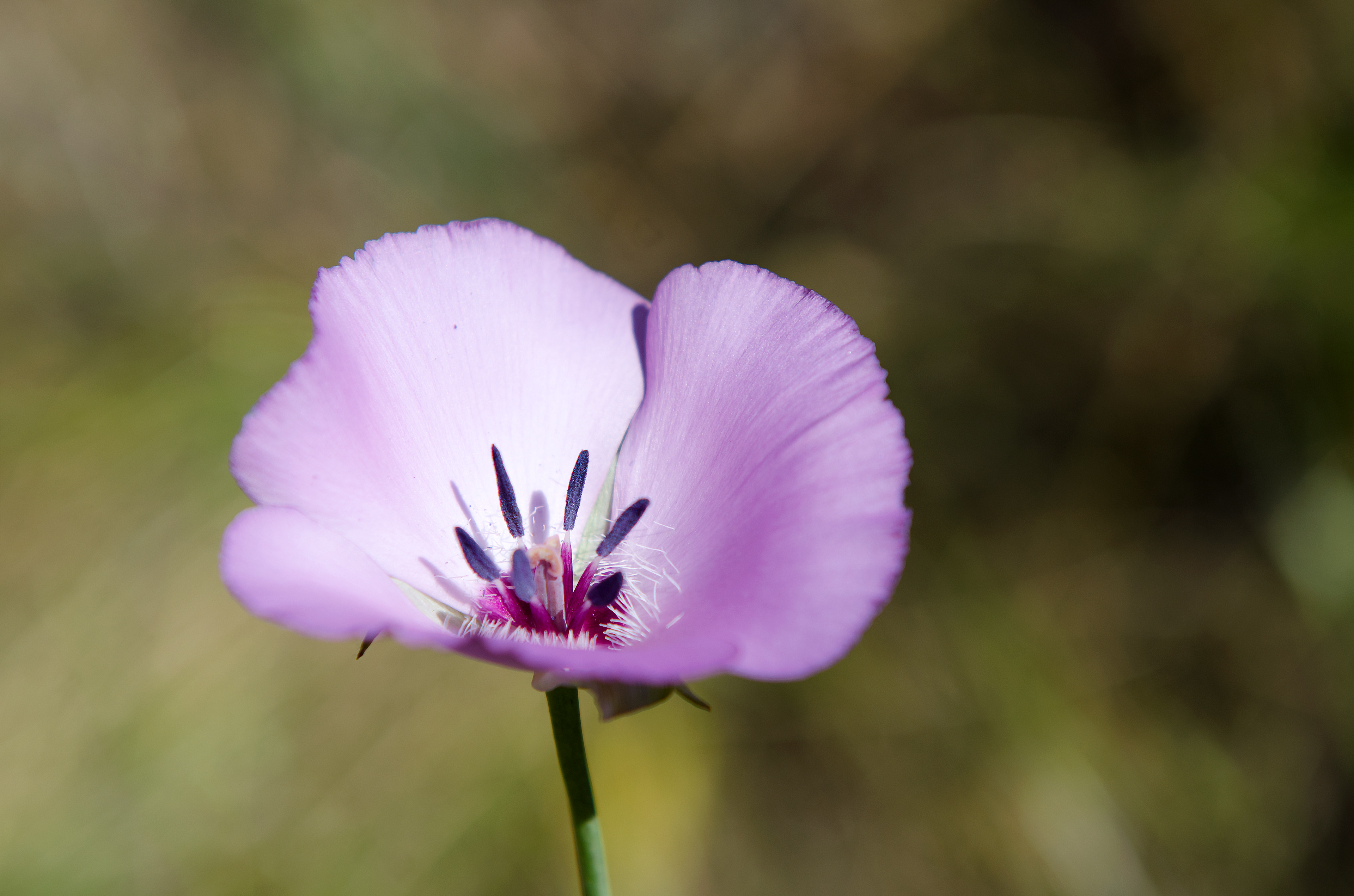 Irvine Open Space Preserve Wildflower