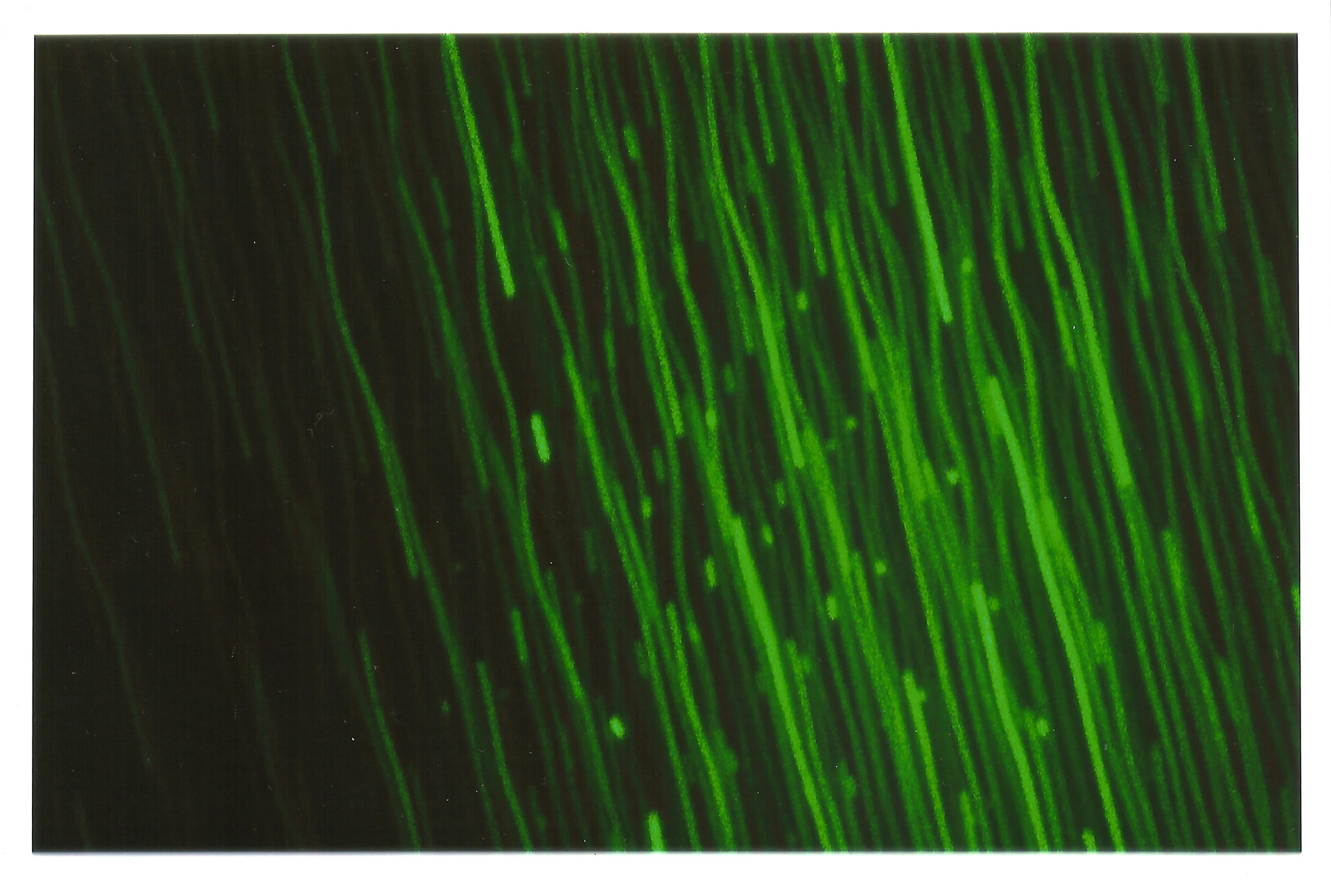 Light Painting Digital Series 2018