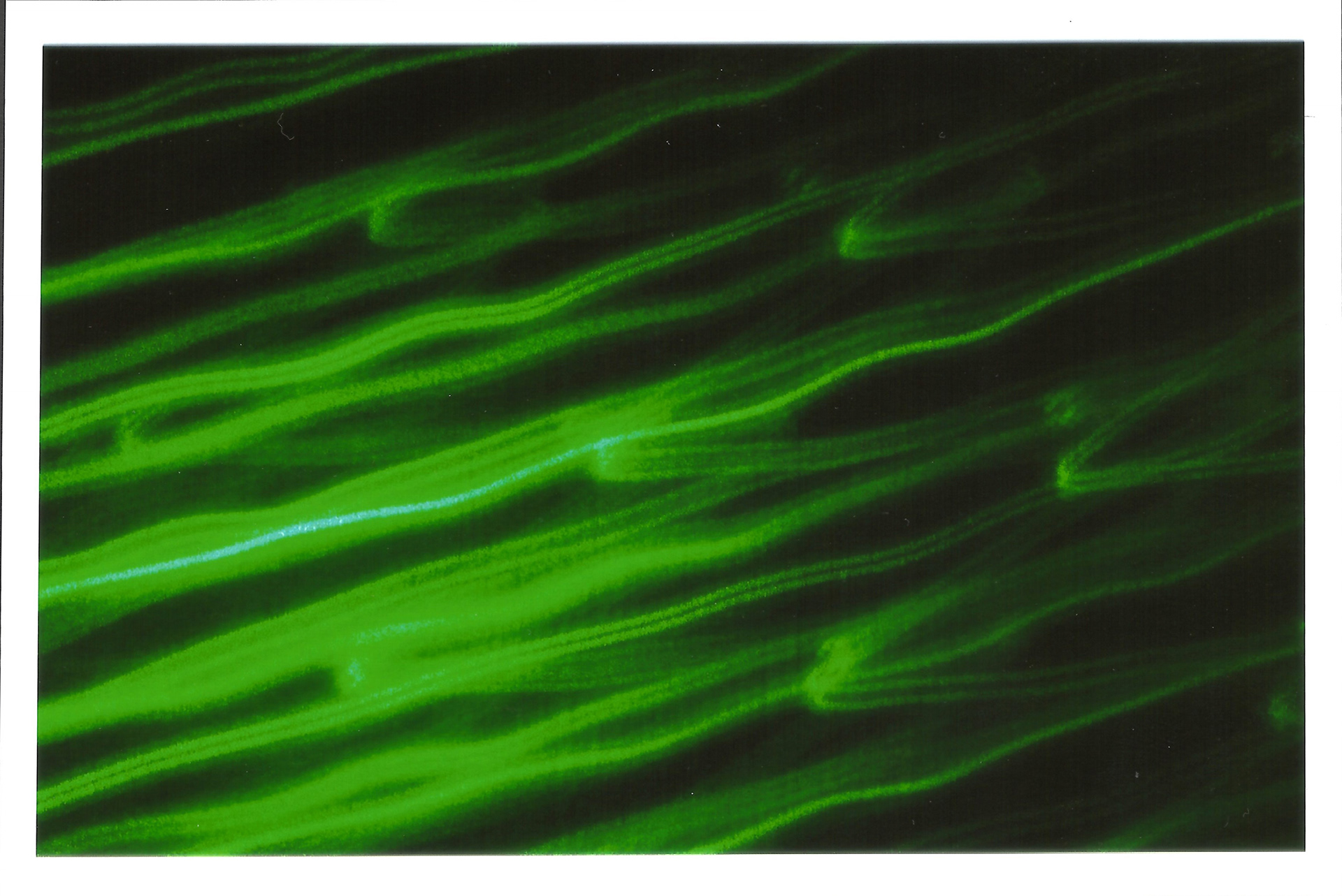 Light Painting Digital Series 2018