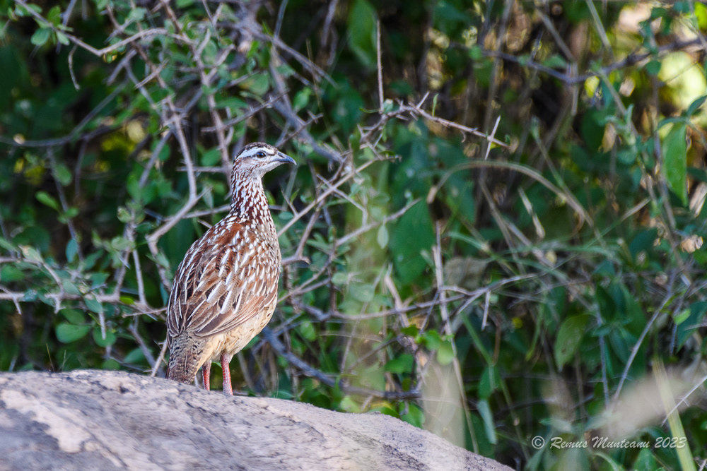 Crested Francolin | Ortygornis Sephaena
