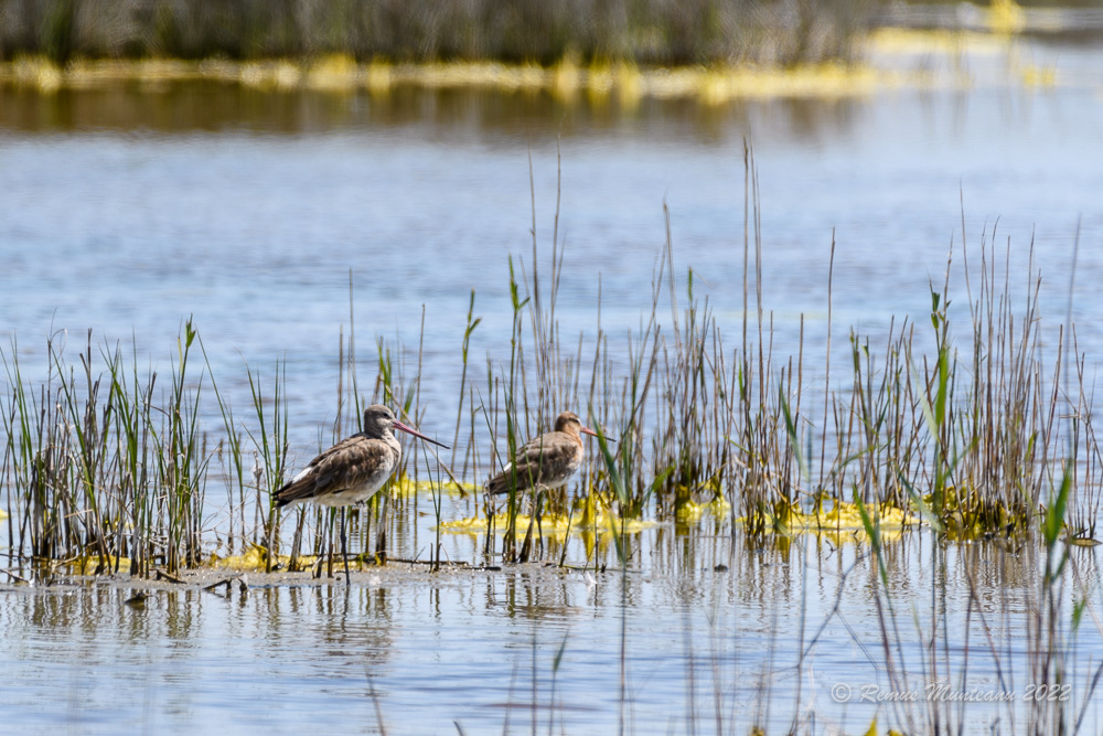 Sitar de mal | Limosa limosa | Black-tailed godwit