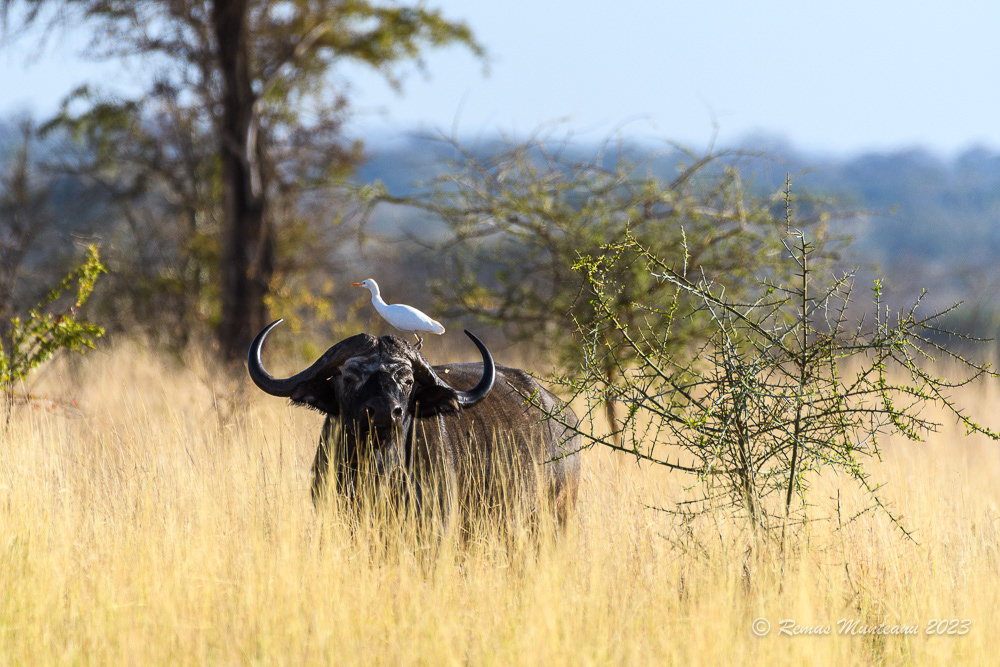 African Buffalo | Syncerus Caffer