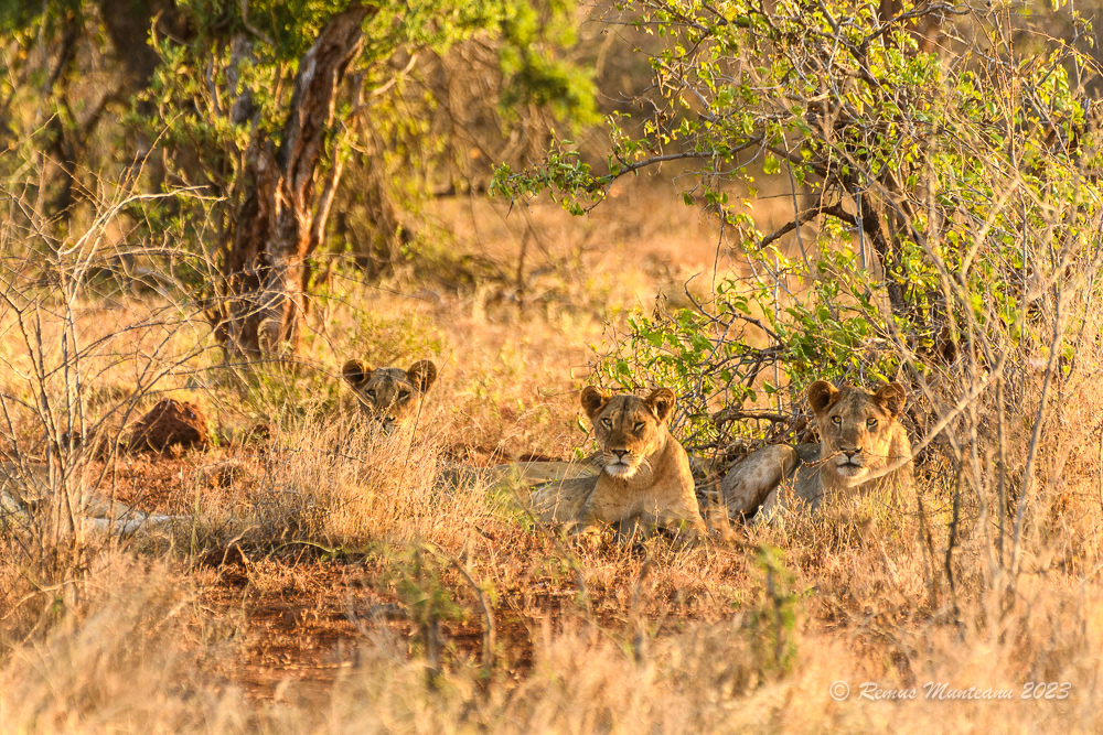 African Lion | Panthera Leo