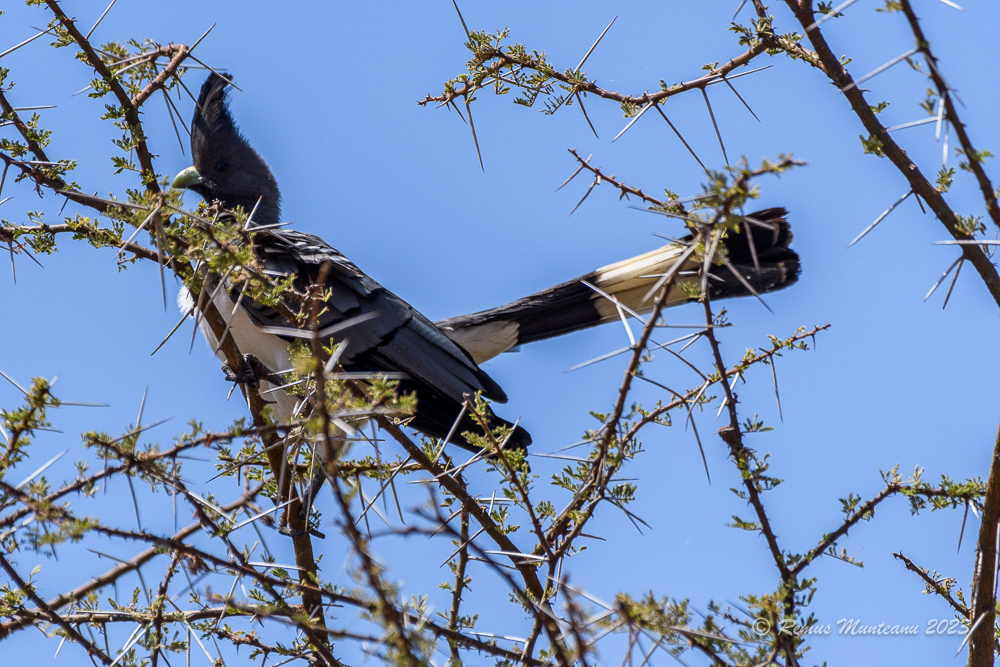White-bellied Go-away-bird | Corythaixoides Leucogaster