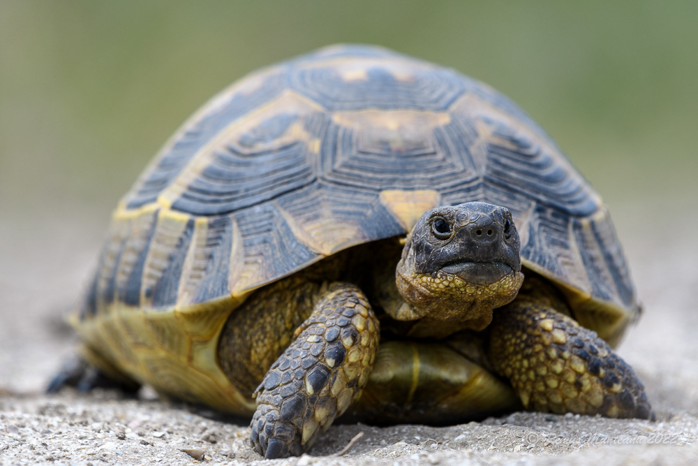Testoasa de uscat | Testudo graeca | Greek tortoise