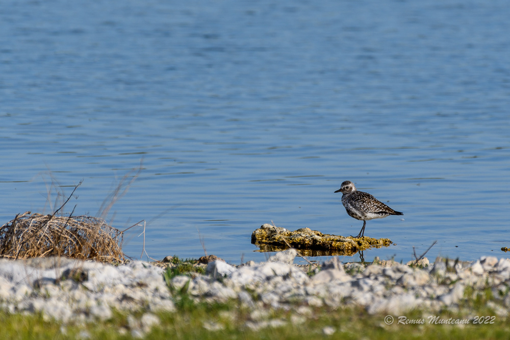 Ploier argintiu | Pluvialis squatarola | Grey plover