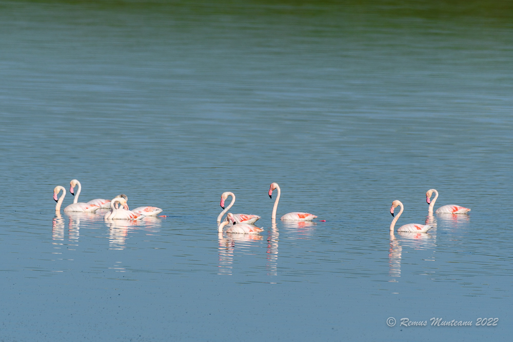 Falmingo | Phoenicopterus roseus | Greater flamingo