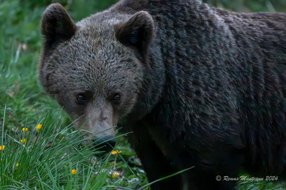 Urs Brun | Brown Bear | Ursus Arctos