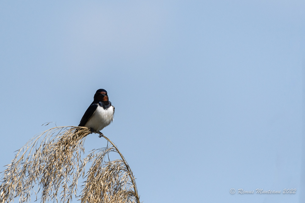 Randunica | Hirundo rustica | Barn swallow