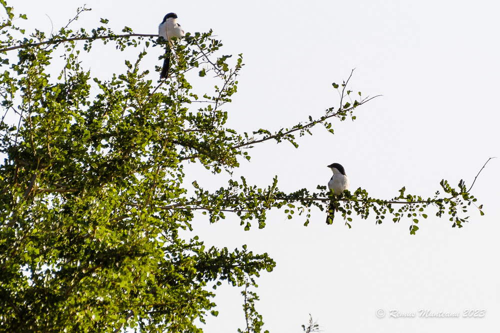 Long-tailed Fiscal | Lanius Cabanisi