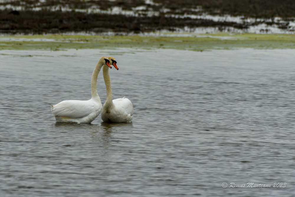 Lebada de vara | Mute swan | Cygnus olor