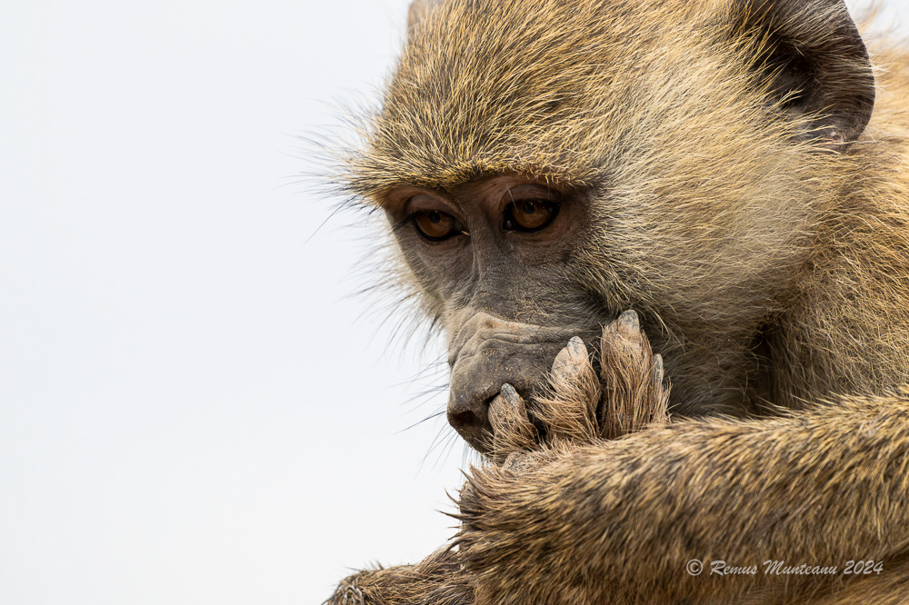 Yellow Baboon | Papio Cynocephalus