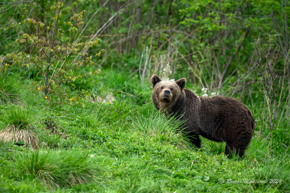 Urs Brun | Brown Bear | Ursus Arctos