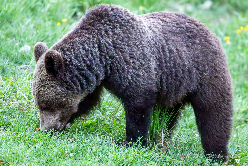 Urs Brun | Brown Bear | Ursus Arctos