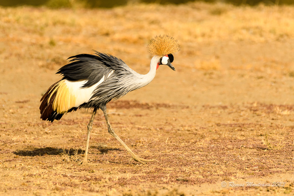 Grey Crowned Crane | Balearica Regulorum